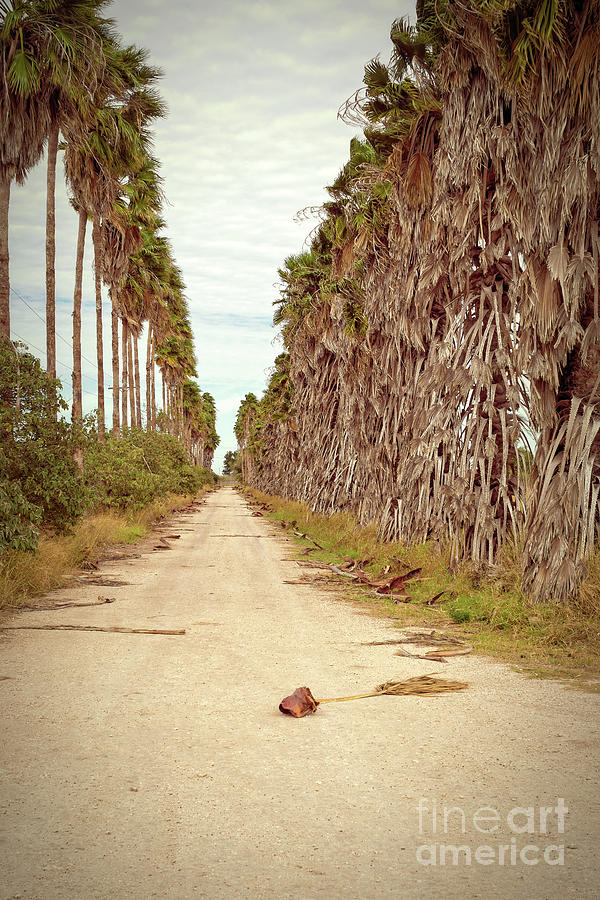 Palm Tree Lane  Photograph by Imagery by Charly