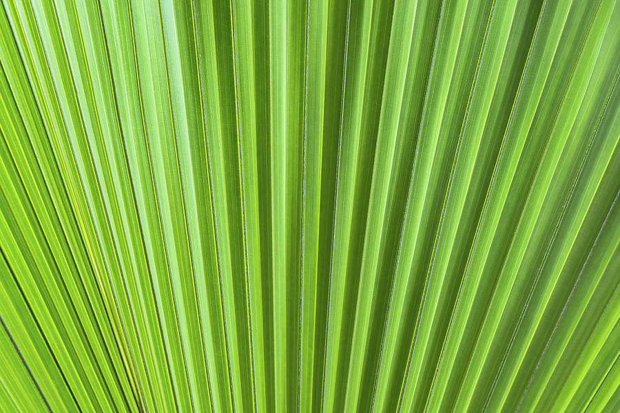 Palm Tree Leaf Green Abstract Background Photograph by Artur Bogacki