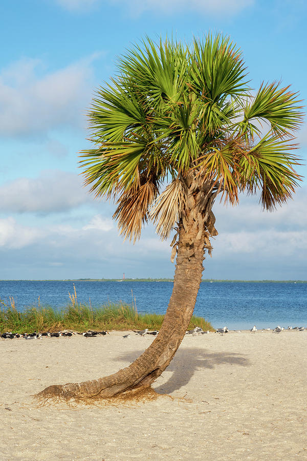 Palm Tree Lean, Fred Howard Park, Tarpon Springs, Florida Photograph by Dawna Moore Photography