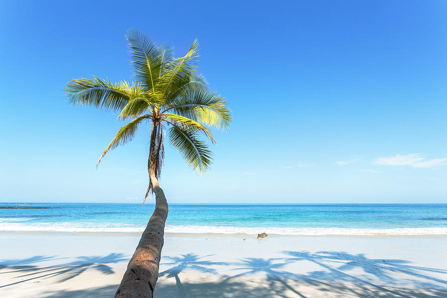 Palm tree leaning toward tropical beach with blue sky, Costa Rica Photograph by Matteo Colombo