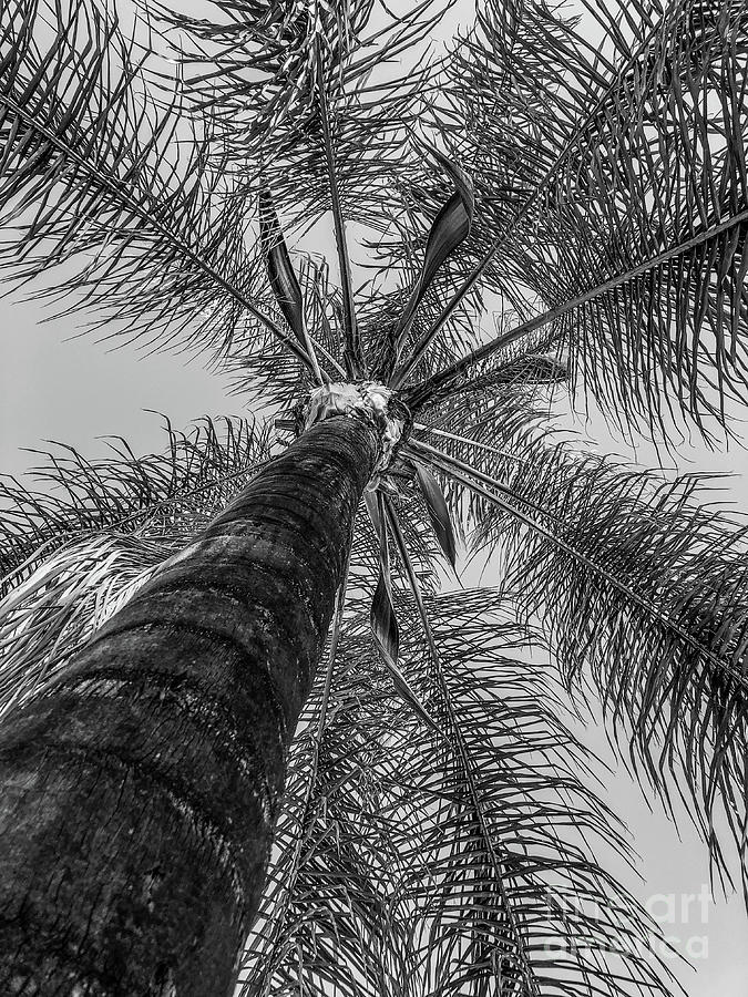Palm Tree Photograph by Melissa OGara