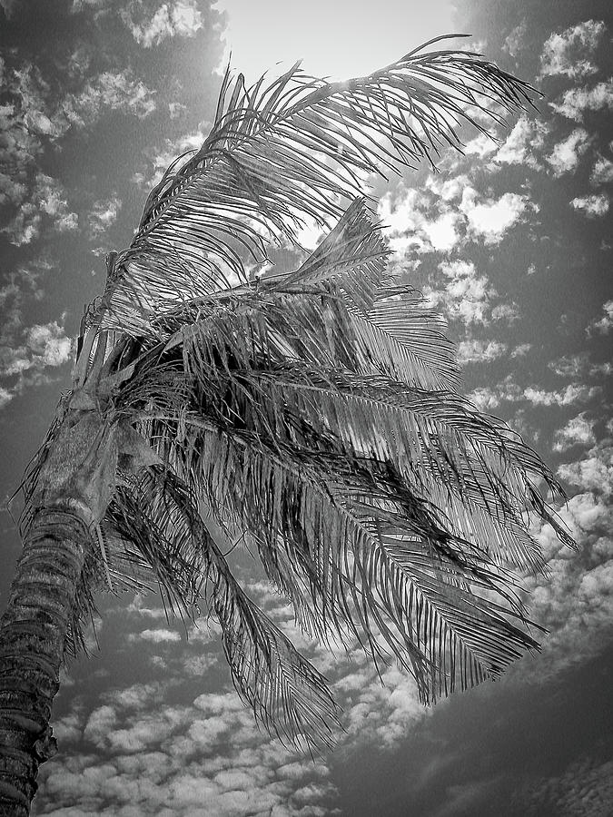 Palm Tree - Mexico Photograph by Frank Mari