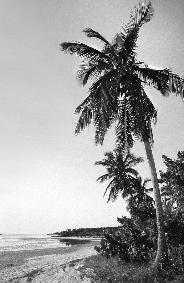 Palm Tree Photograph by Mike McGlothlen