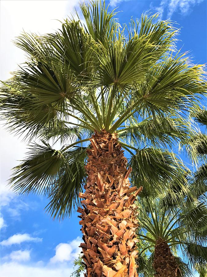 Palm Tree on a Cloudy Day Photograph by Natijn - Fine Art America