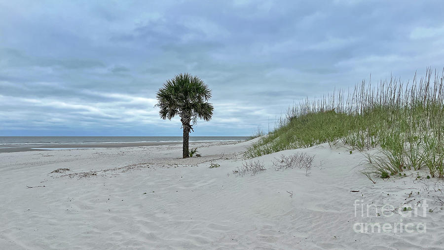 Palm Tree on Beach 8366 Photograph by Jack Schultz