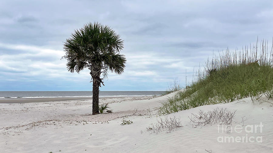 Palm Tree on Beach 8367 Photograph by Jack Schultz