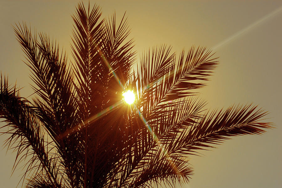 Palm Tree  On Sunset In Golden Color Photograph by Severija Kirilovaite