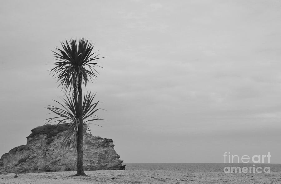 Palm Tree On The Beach - Cornwall UK - Black And White  Photograph by Lesley Evered