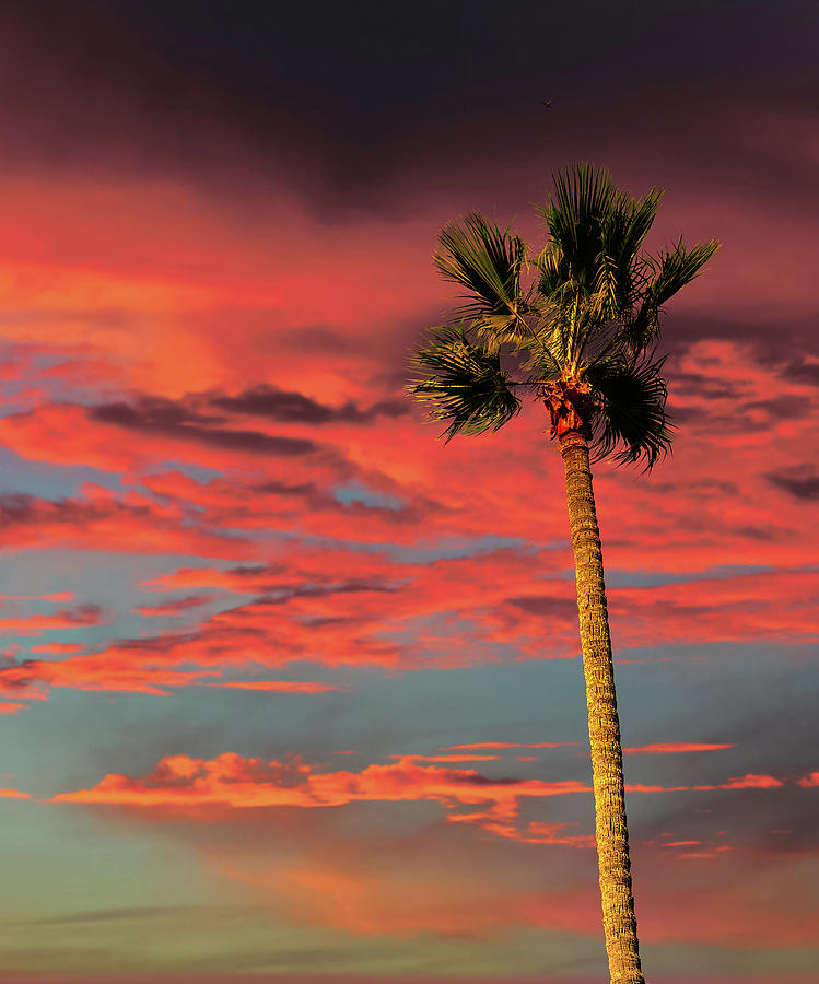 Palm Tree on Tropical Sunset Photograph by Darryl Brooks
