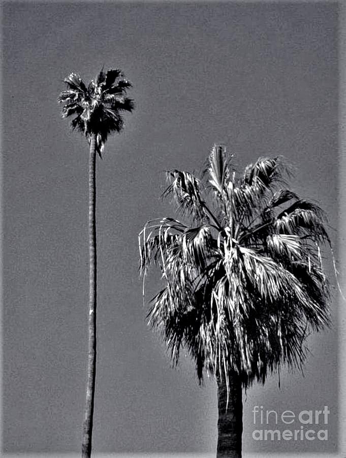Tree Photograph - Palm Tree Pair       Long Beach    California    Autumn     Retro Image by Rory Cubel