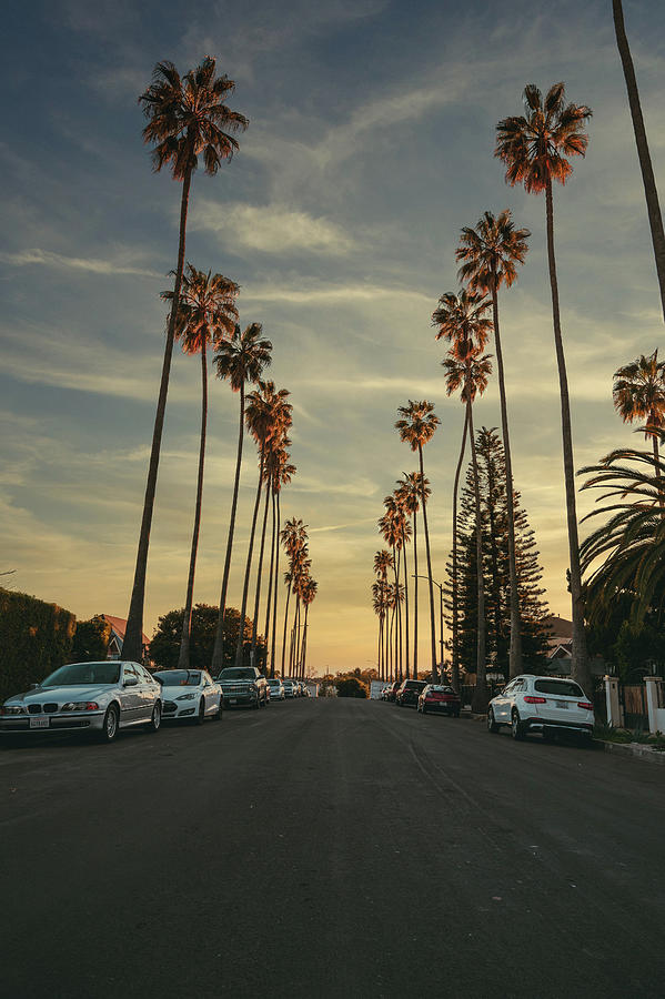 Palm Tree Paradise Photograph by Aaron Munoz-Case - Fine Art America