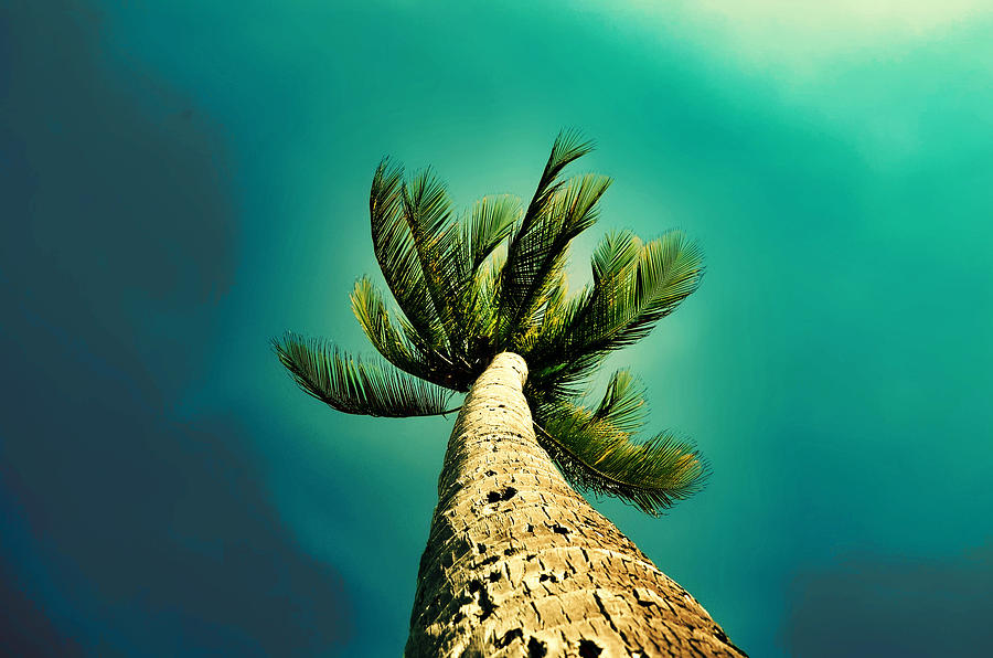 Palm Tree Paradise Digital Art by Elyse Maddix Fine Art America