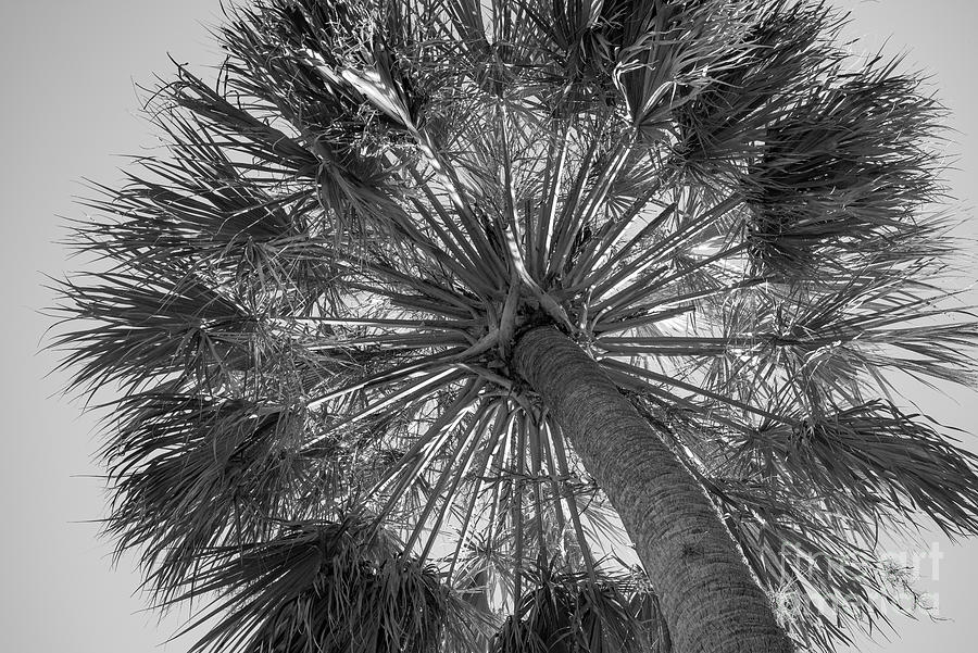 Palm Tree Photograph by Patrick Lynch