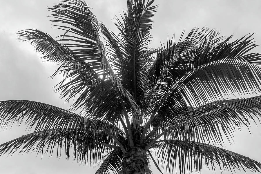 Palm Tree Patterns Photograph by Robert Wilder Jr