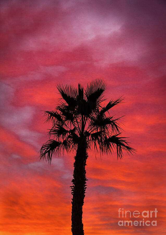 Palm Tree Portrait Photograph by Robert Bales