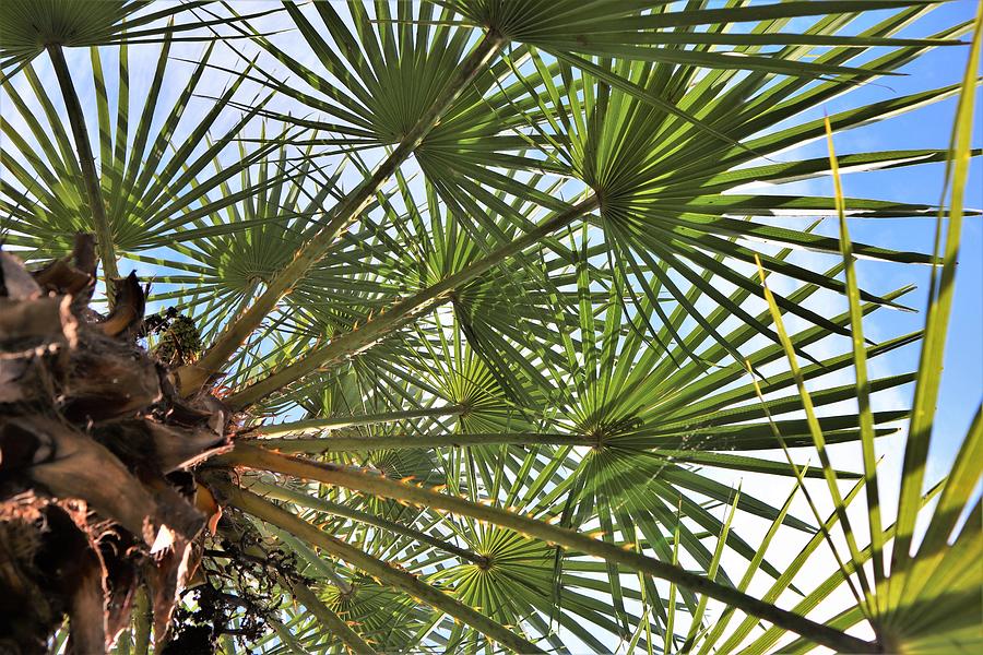 Palm Tree Posings Photograph by Ed Williams