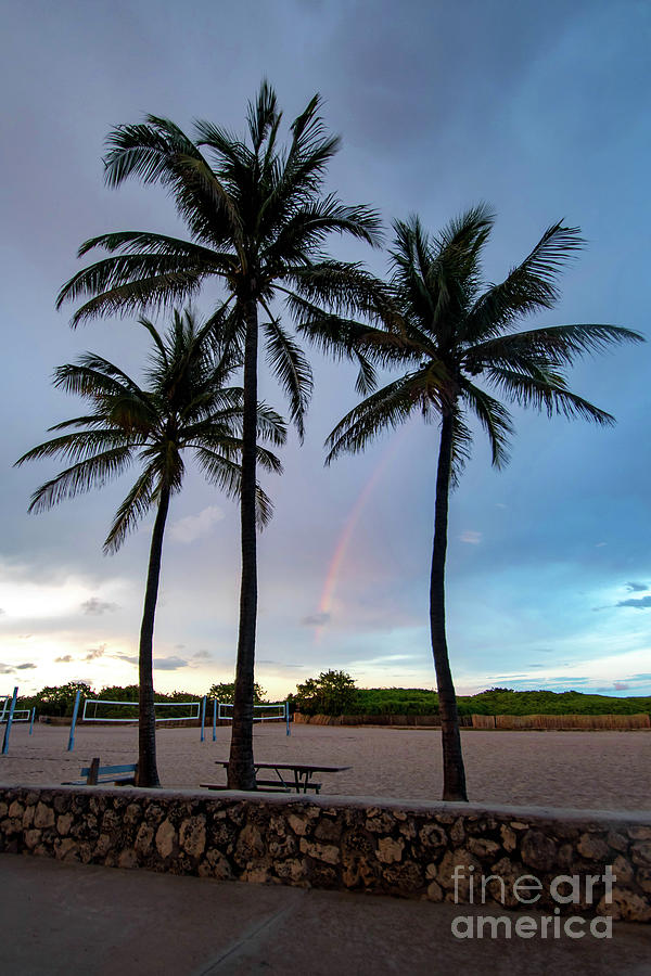 Palm Tree Rainbow, South Beach, Miami, Florida Photograph by Beachtown Views