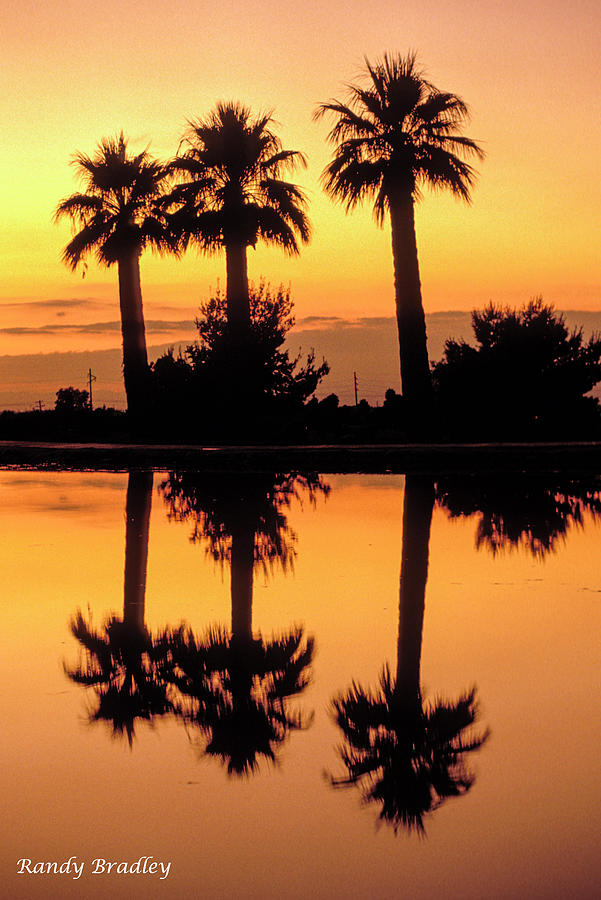Palm Tree Reflection  Photograph by Randy Bradley