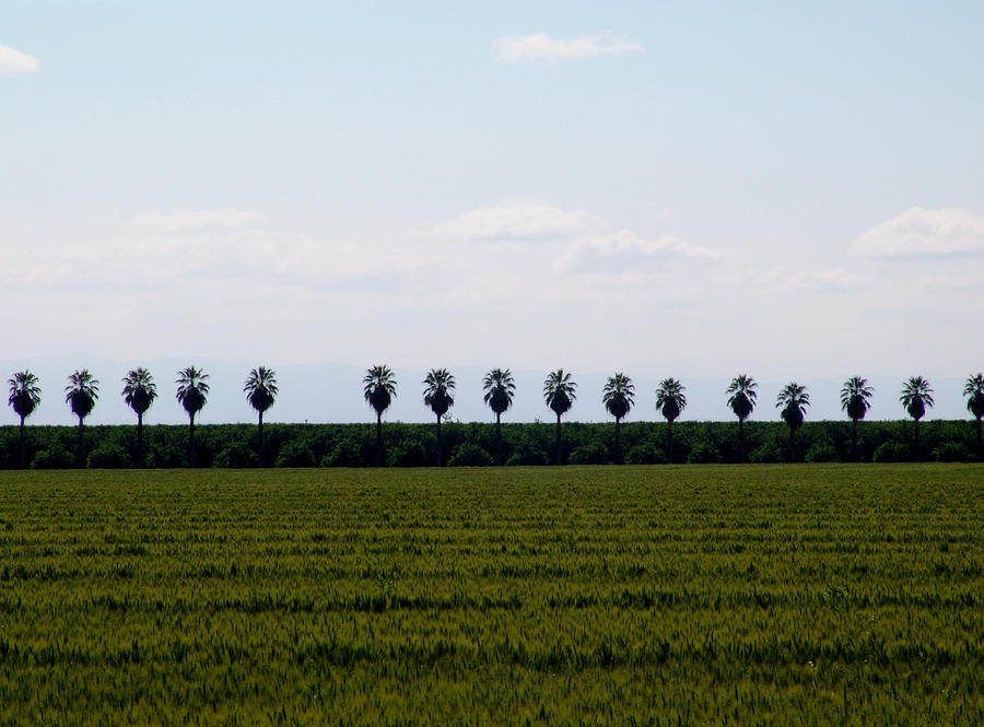 Palm Tree Row Photograph by Robert Braley