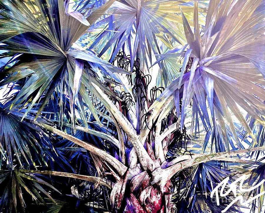 Palm Tree Photograph by RTC Abstracts - Pixels