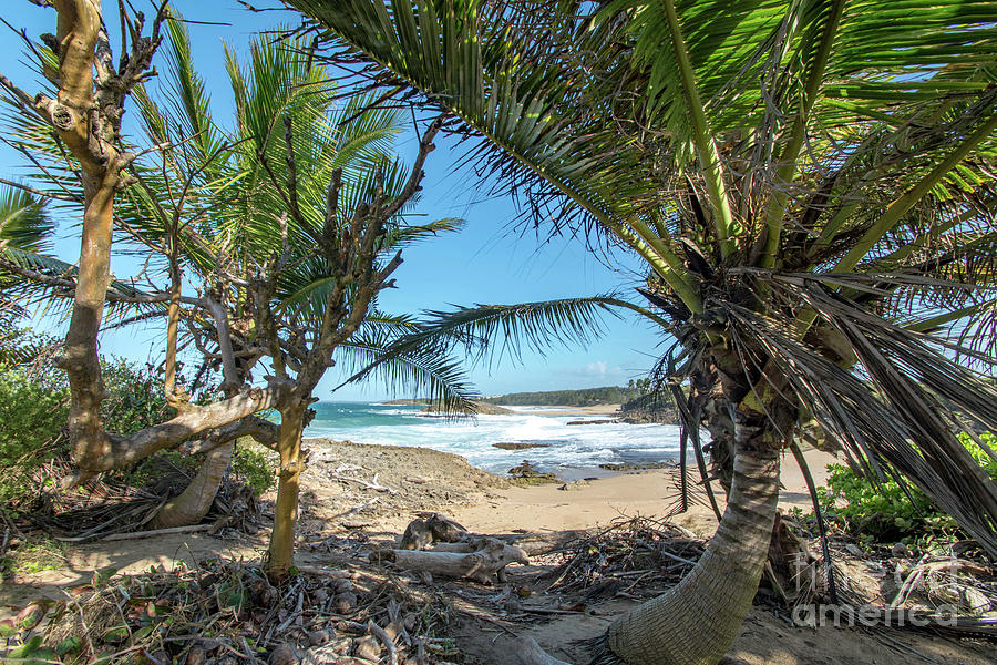 Palm Tree Shade, Playa Las Golondrinas, Isabela, Puerto Rico Photograph by Beachtown Views