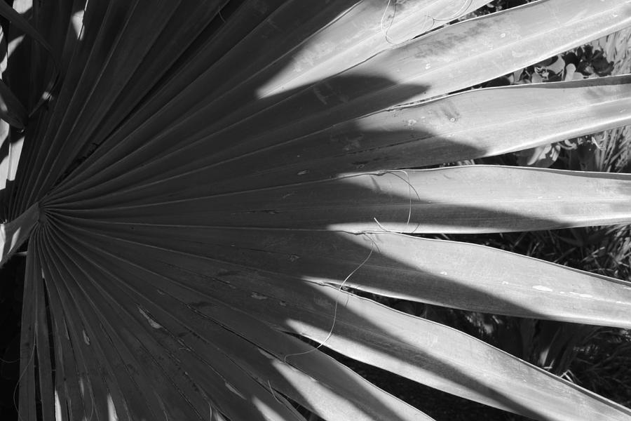 Palm Tree Shadow Photograph by Bill Tomsa