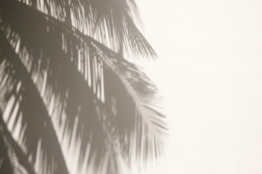 Palm Tree Shadows on White Wall Photograph by PeskyMonkey