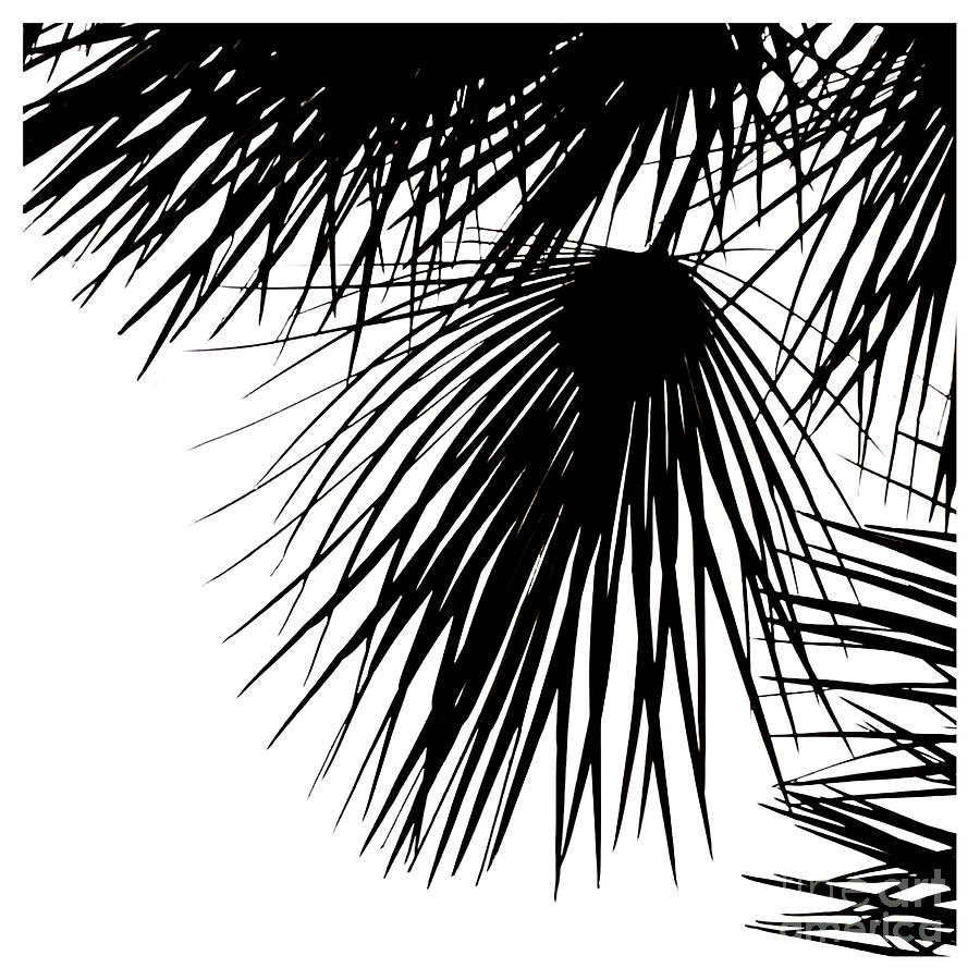 Palm-tree-silhouette-4 Photograph by Fei A