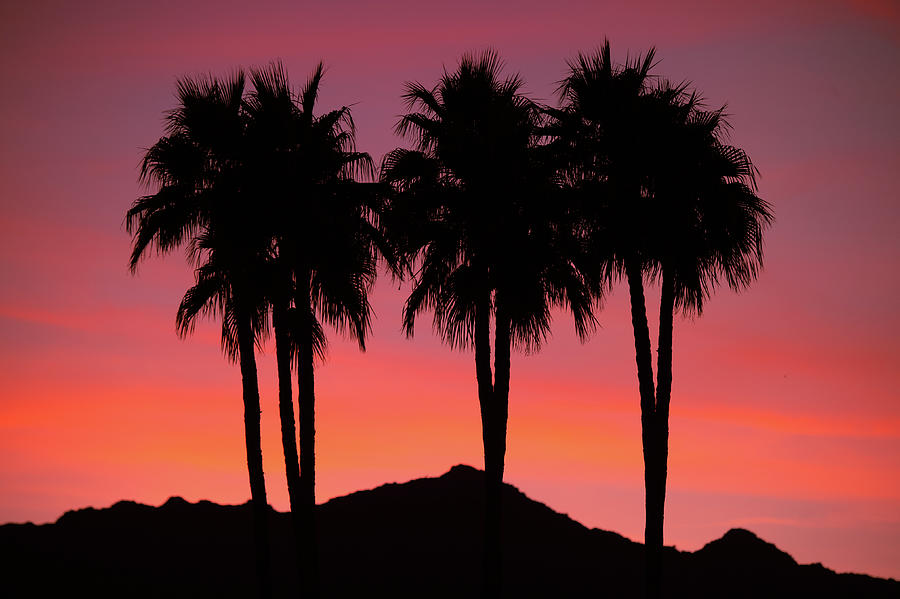 Amigos - Palm Tree Silhouettes - Sunset - Palm Desert - Coachella - CA. Photograph by Bonnie Colgan