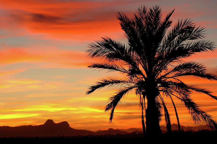 sunset palm tree silhouette