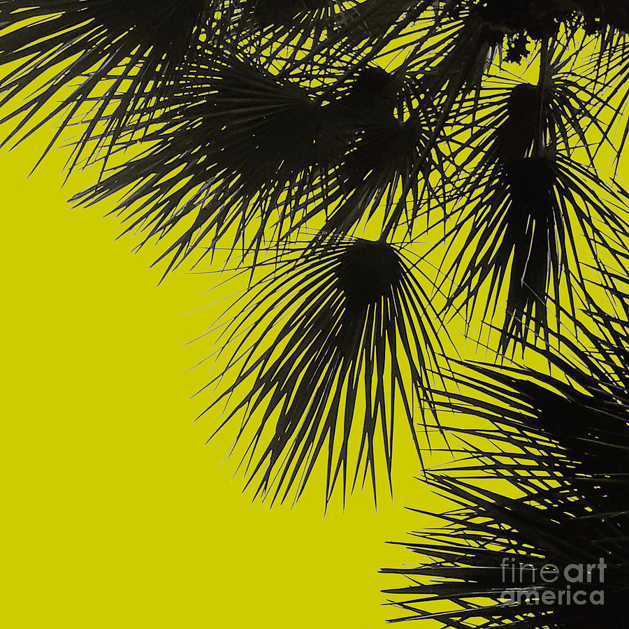 Palm Tree Silhouette No.1 Photograph by Fei A