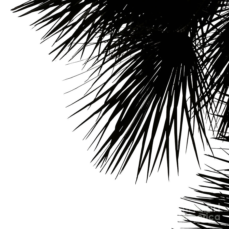 Palm Tree Silhouette No.2 Photograph by Fei A