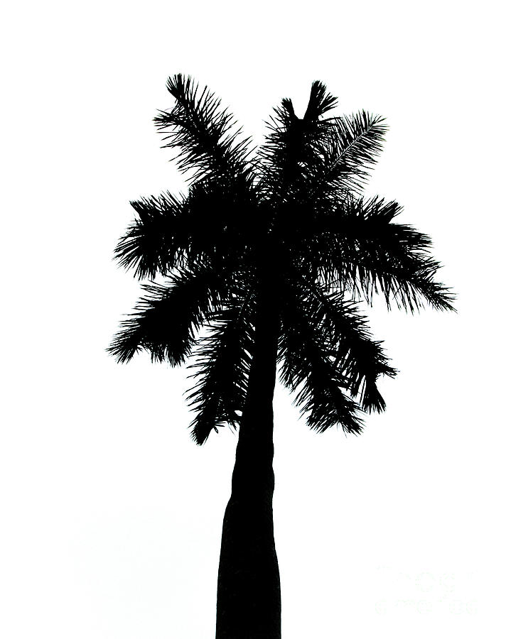 Palm Tree Silhouette on Pure White Nature / Botanical Photograph Photograph by PIPA Fine Art - Simply Solid