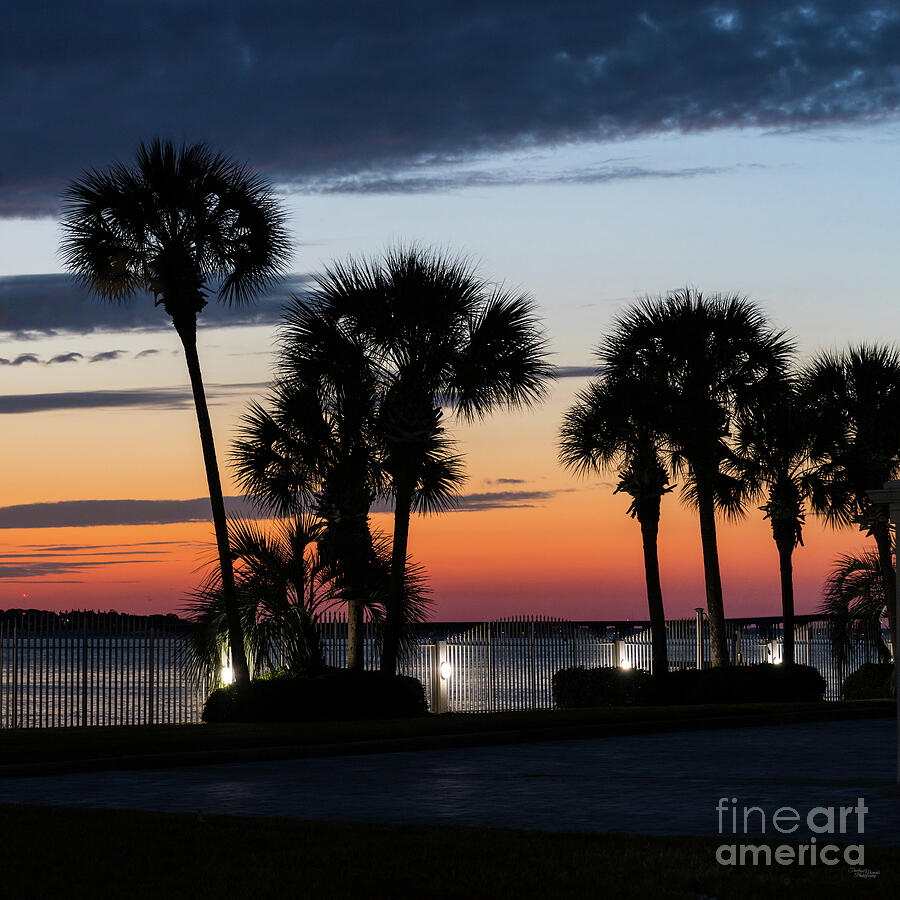 Palm Tree Silhouette Sunset Afterglow Photograph by Jennifer White