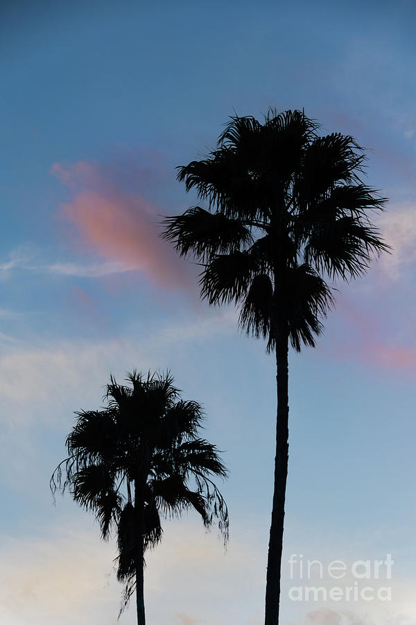 Palm Tree Silhouettes on Blue Sky Nature / Botanical Photograph Photograph by PIPA Fine Art - Simply Solid