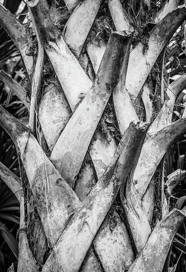 Palm Tree Study Photograph by Gerri Bigler