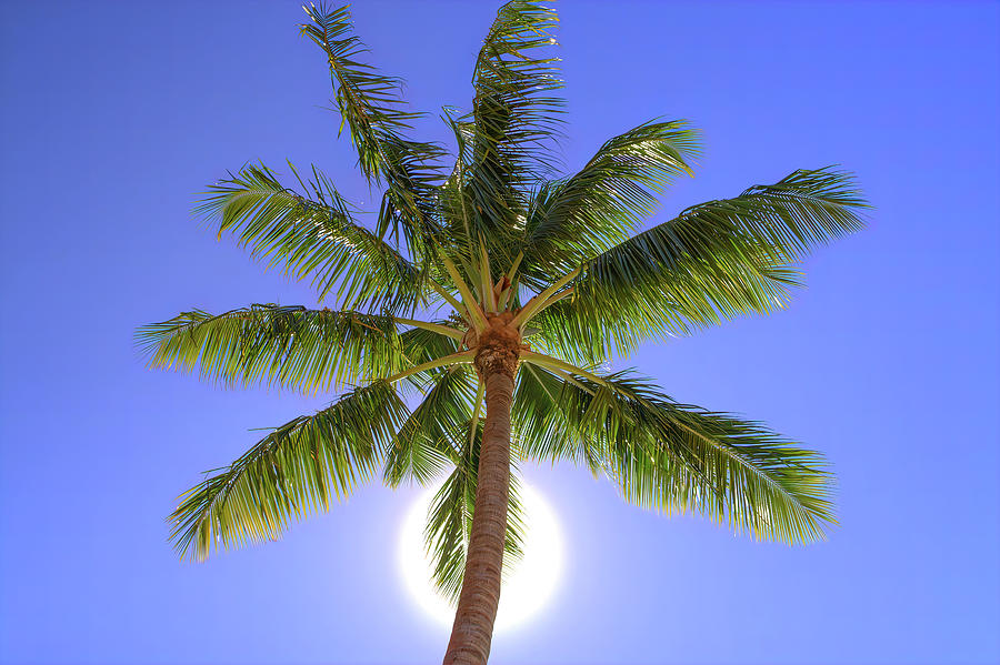 Palm Tree Sun Photograph by Patti Deters