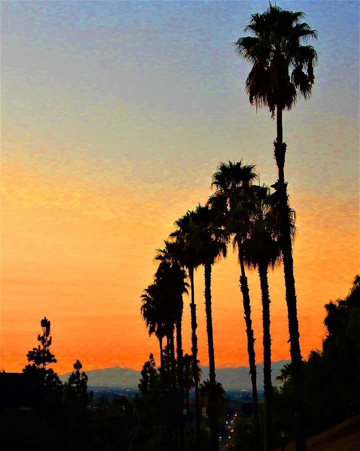 Palm Tree Sunset Photograph by Andrew Lawrence