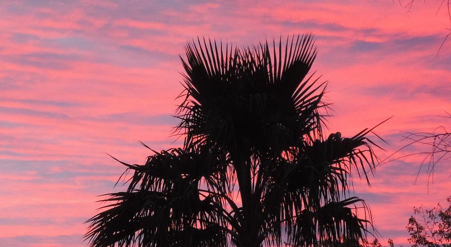 Palm Tree Sunset Photograph by Bill Tomsa