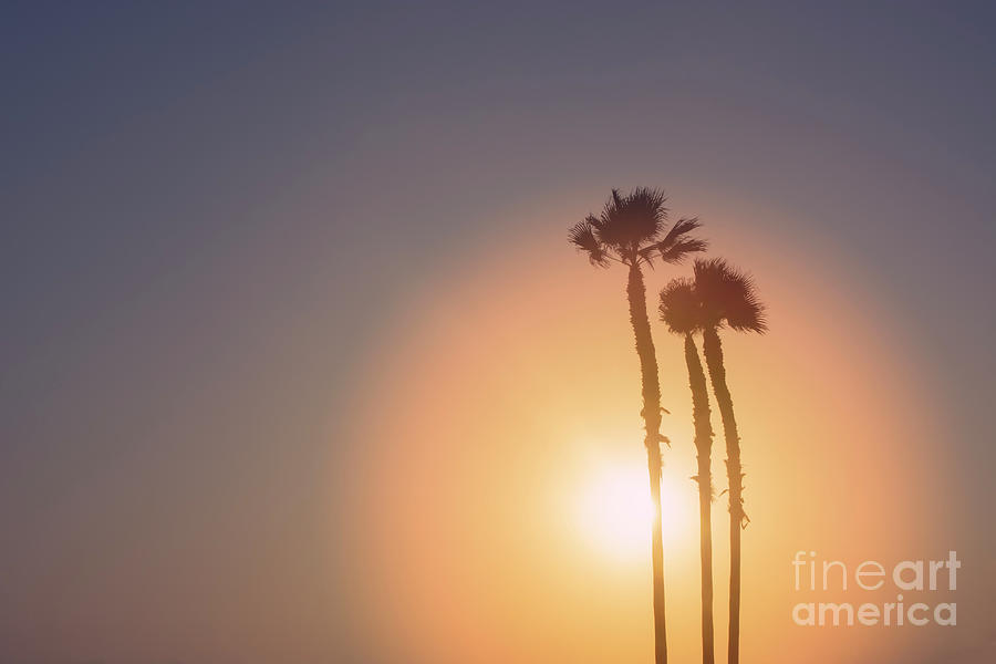 Palm Tree Sunset Photograph