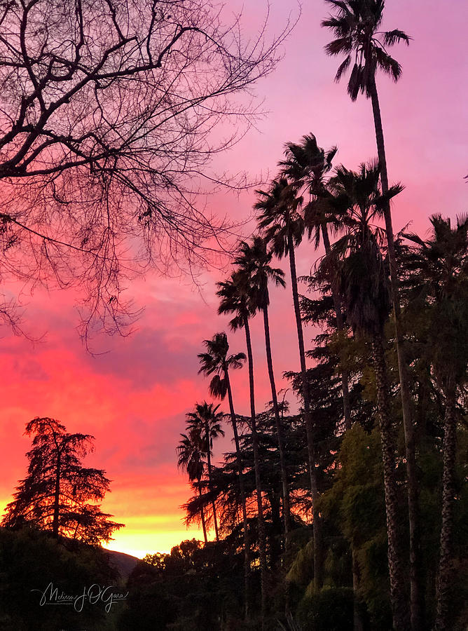 Palm Tree Sunset Photograph by Melissa OGara