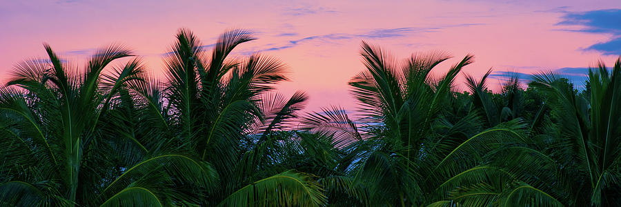 Palm Tree Sunset Panorama Photograph by Mary Ann Artz