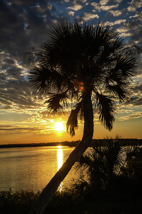 Palm Tree Sunset Photograph by Rocco Silvestri