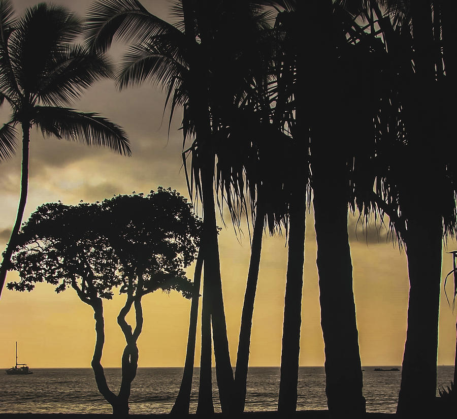 Palm Tree Sunset Silhouette Photograph by Christina McGoran