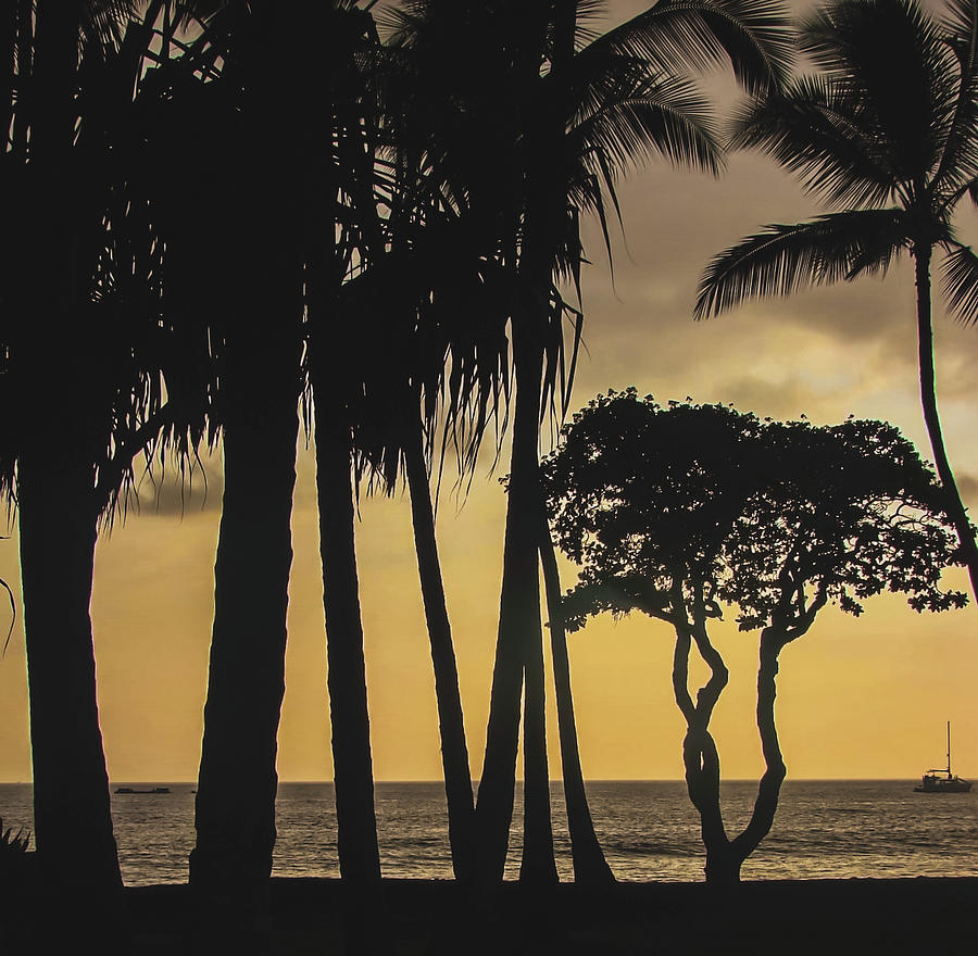 Palm Tree Sunset Silhouette II Photograph