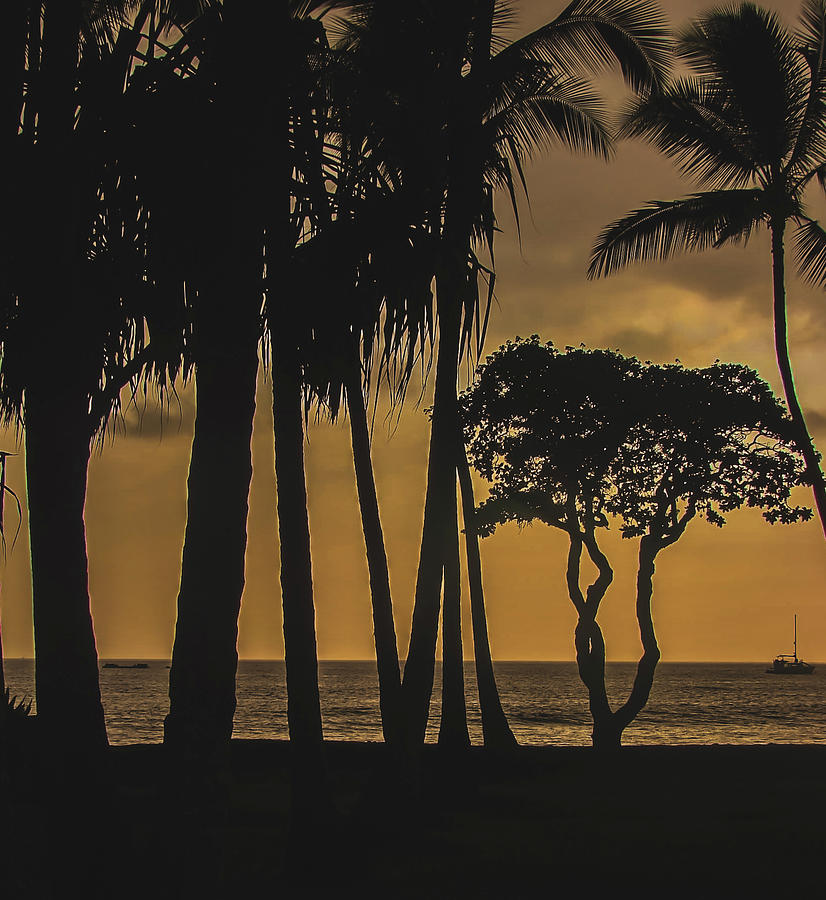 Palm Tree Sunset Silhouette IIi Photograph