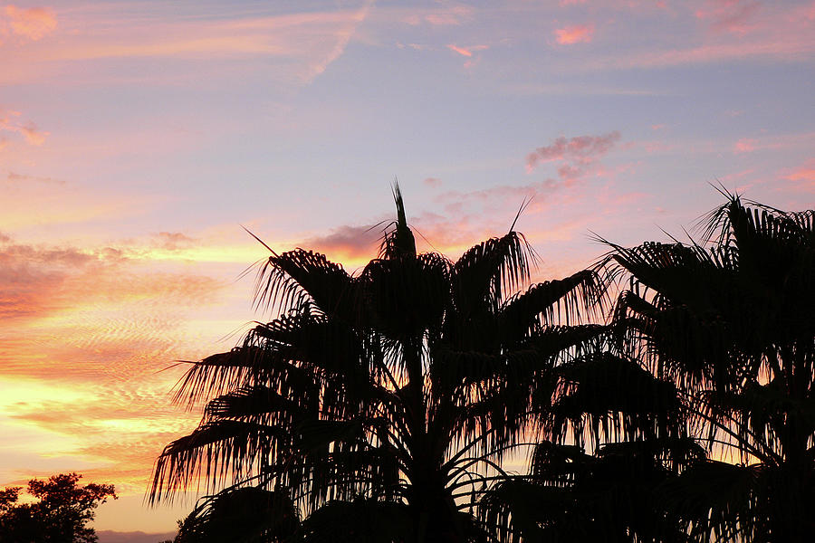 Palm Tree Sunset Silhouette Photograph by Kathy K McClellan