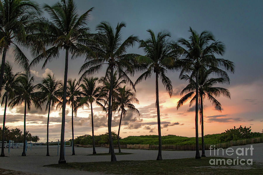 Palm Tree Sunset, South Beach, Miami, Florida Photograph by Beachtown Views