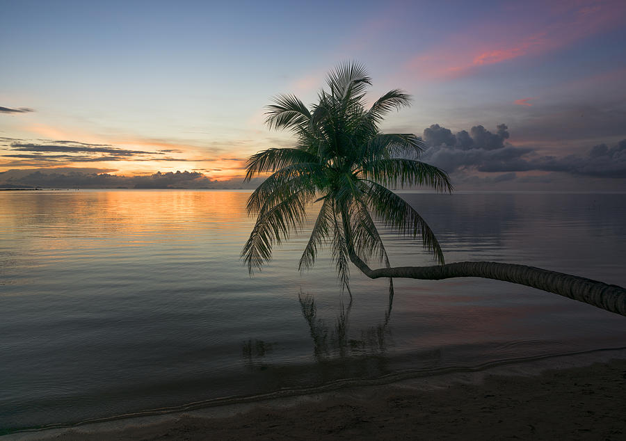 Palm Tree Sunset, Thailand Photograph by 4fr