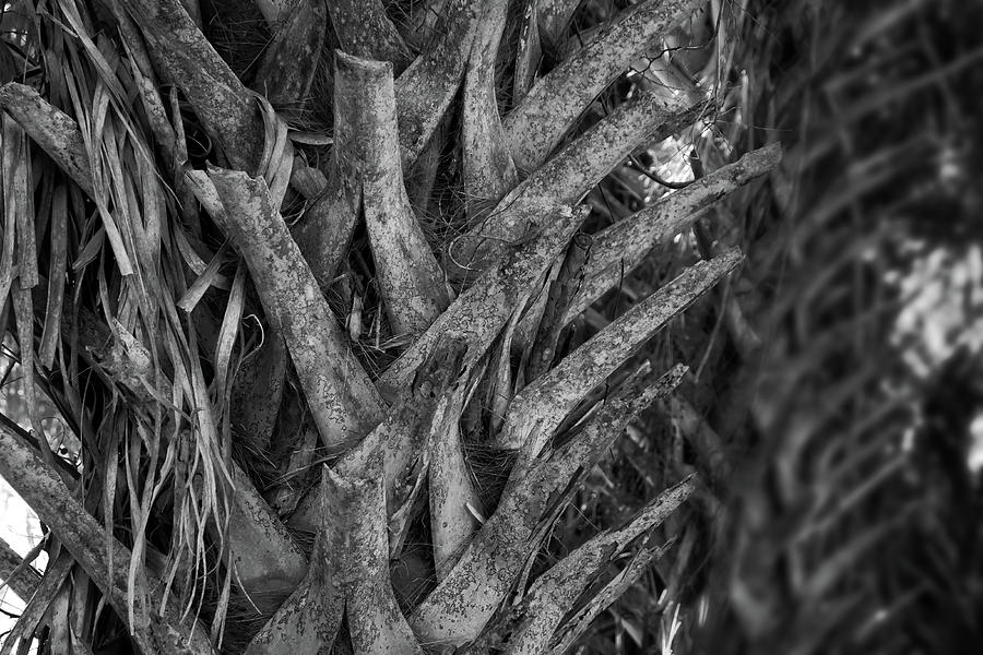 Palm Tree Textures Photograph by George Taylor